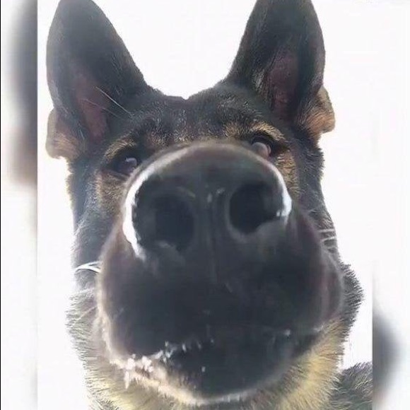 Meet your Posher, Jagger - Picture 1 of 1